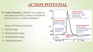 ACTION POTENTIAL
 Action Potential is defined “as a rapid rise
and subsequent fall in voltage or membrane
potential across a cellular membrane”.
Stages of Action potential are:
1) Resting stage
2) Depolarization stage
3) Repolarization stage.
4) Hyperpolarization.
 