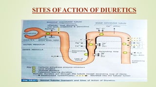 SITES OF ACTION OF DIURETICS
 