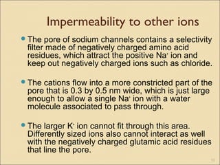 Impermeability to other ions
The pore of sodium channels contains a selectivity
filter made of negatively charged amino acid
residues, which attract the positive Na+
ion and
keep out negatively charged ions such as chloride.
The cations flow into a more constricted part of the
pore that is 0.3 by 0.5 nm wide, which is just large
enough to allow a single Na+
ion with a water
molecule associated to pass through.
The larger K+
ion cannot fit through this area.
Differently sized ions also cannot interact as well
with the negatively charged glutamic acid residues
that line the pore.
10
 