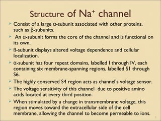  Consist of a large α-subunit associated with other proteins,
such as -subunits.β
 An -subunit forms the core of the channel and is functional onα
its own.
 ß-subunit displays altered voltage dependence and cellular
localization.
 -subunit has four repeat domains, labelled I through IV, eachα
containing six membrane-spanning regions, labelled S1 through
S6.
 The highly conserved S4 region acts as channel's voltage sensor.
 The voltage sensitivity of this channel due to positive amino
acids located at every third position.
 When stimulated by a change in transmembrane voltage, this
region moves toward the extracellular side of the cell
membrane, allowing the channel to become permeable to ions.
Structure of Na+
channel
5
 