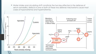  Water intake and circulating AVP constitute the two key effectors in the defense of
serum osmolality; defects in one or both of these two defense mechanisms cause most
cases of hyponatremia and hypernatremia.
 