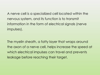 A nerve cell is a specialized cell located within the
nervous system, and its function is to transmit
information in the form of electrical signals (nerve
impulses).
The myelin sheath, a fatty layer that wraps around
the axon of a nerve cell, helps increase the speed at
which electrical impulses can travel and prevents
leakage before reaching their target.
 