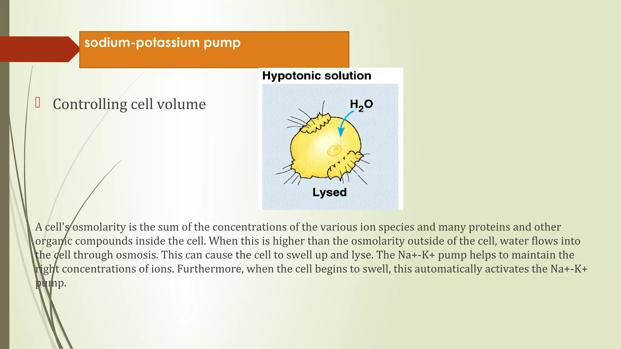 Sodium potassium pump | PPT