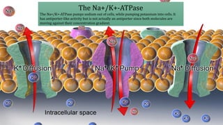 Sodium potassium pump | PPT