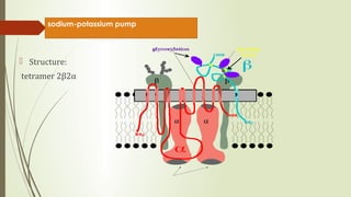 Sodium potassium pump | PPT