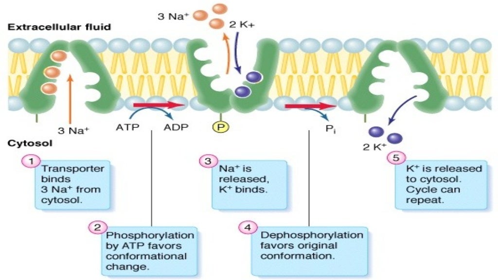 Sodium potassium pump