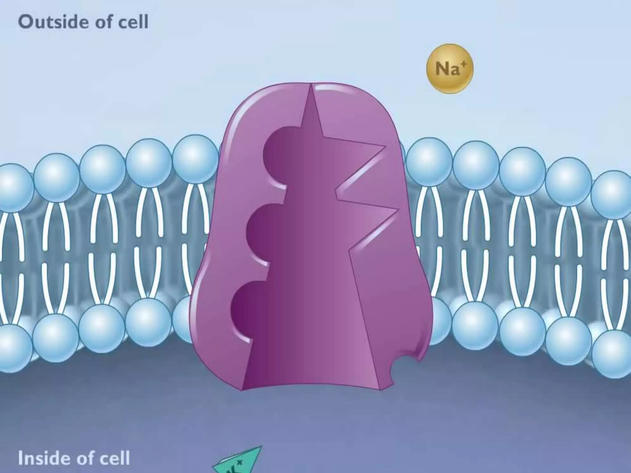 Sodium potassium pump | PPTX