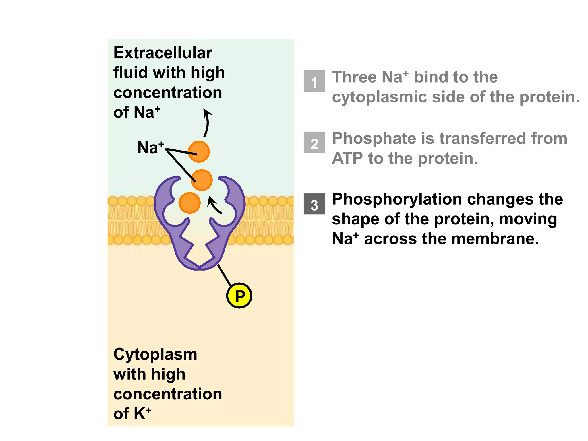 Sodium potassium pump | PPT