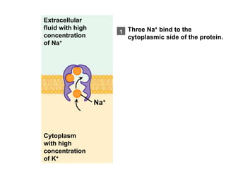 Sodium potassium pump | PPT