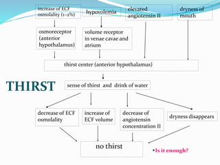 no thirst
increase of ECF
osmolality (1~2%)
hypovolemia
elevated
angiotensin II
dryness of
mouth
osmoreceptor
(anterior
hypothalamus)
volume receptor
in venae cavae and
atrium
thirst center (anterior hypothalamus)
sense of thirst and drink of water
decrease of ECF
osmolality
increase of
ECF volume
decrease of
angiotensin
concentration II
dryness disappears
Is it enough?
THIRST
 