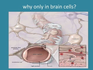 why only in brain cells?
 