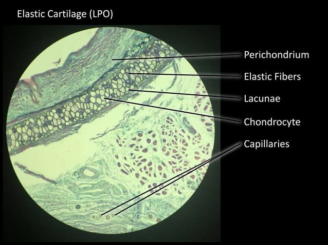 50 Shades of Pink and other Colors of Histology | PPTX