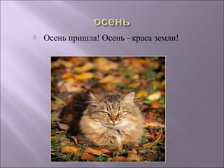  Осень пришла! Осень - краса земли! 
 