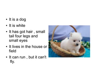 ● It is a dog
● It is white
● It has got hair , small
tail four legs and
small eyes
● It lives in the house or
field
● It can run , but it can't
fly.
 