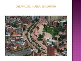 Silvicultura Urbana