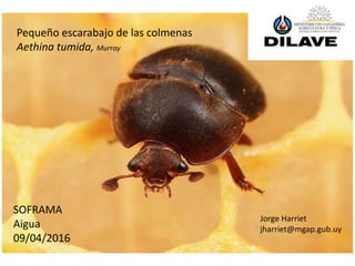 SOFRAMA
Aigua
09/04/2016
Jorge Harriet
jharriet@mgap.gub.uy
Pequeño escarabajo de las colmenas
Aethina tumida, Murray
 