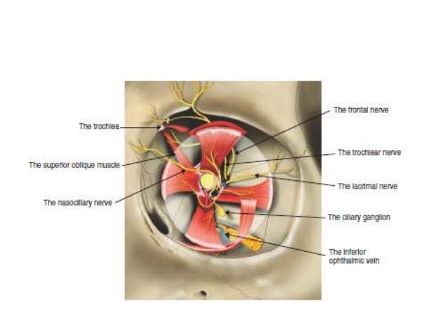 superior orbital fissure syndrome superior orbital fissure