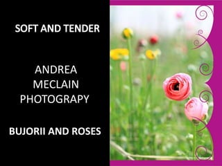 SOFT AND TENDER  ANDREA MECLAINPHOTOGRAPY  BUJORII AND ROSES  
