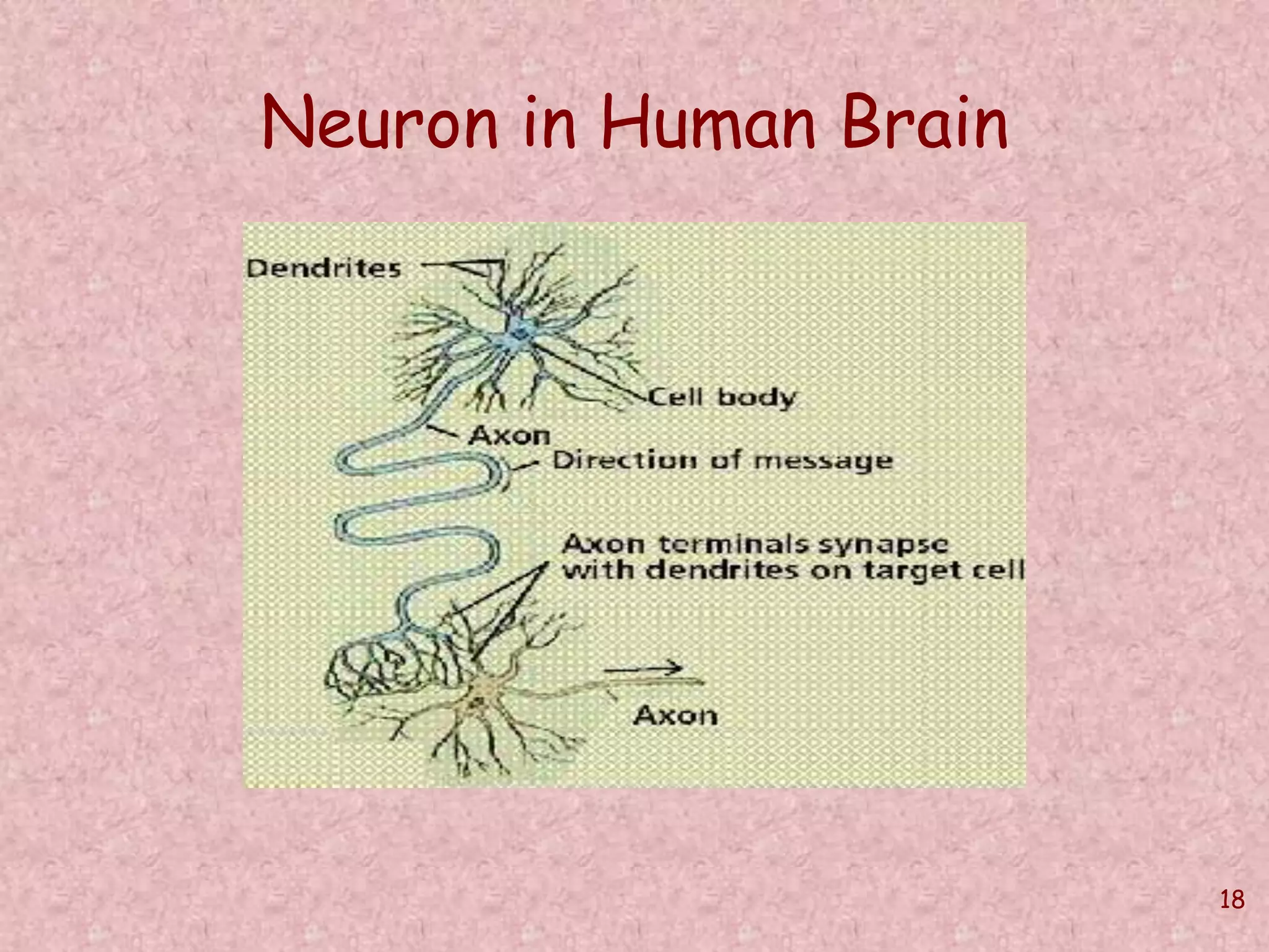 18 
Neuron in Human Brain 
 