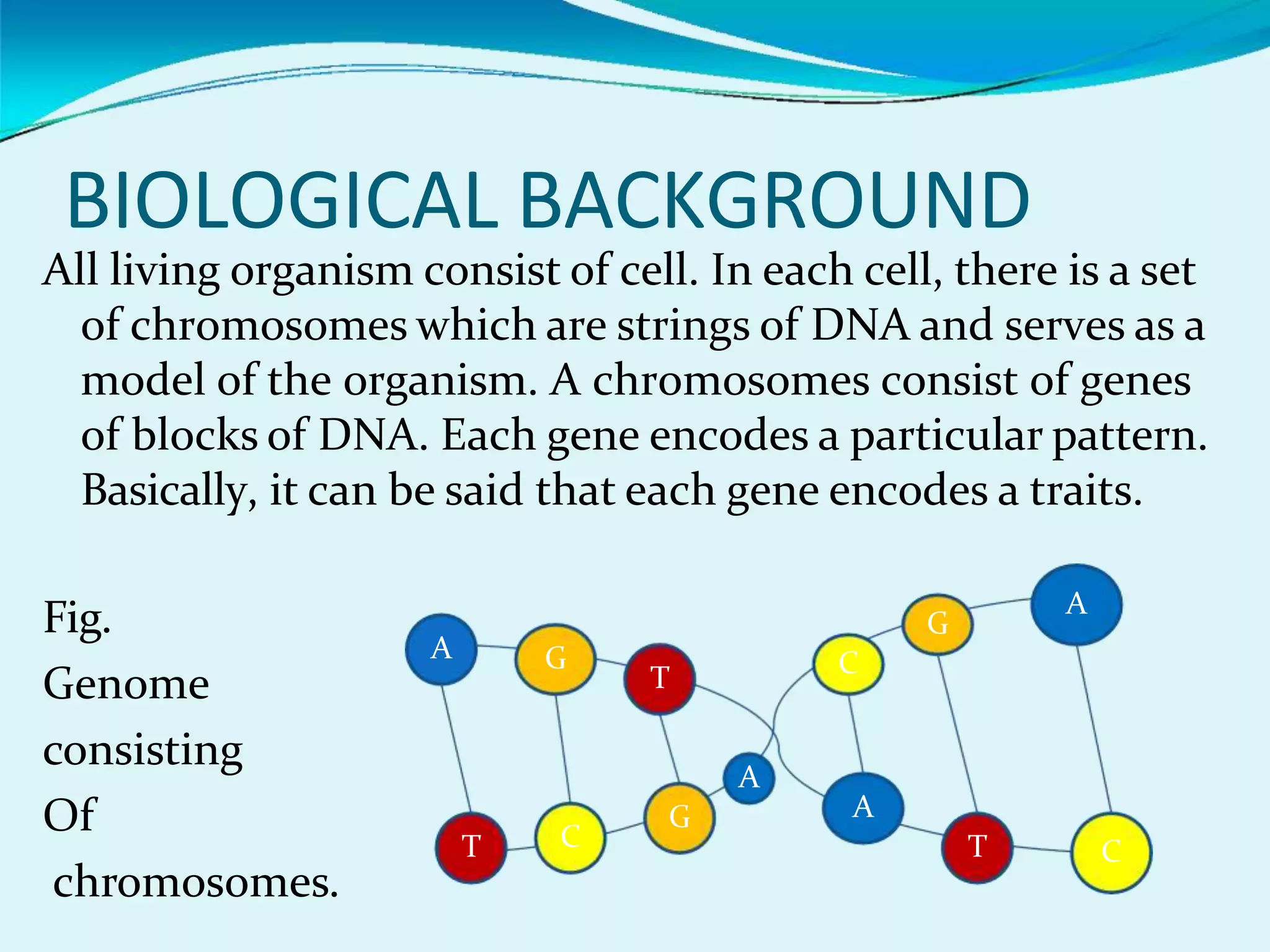 BIOLOGICAL BACKGROUND
All living organism consist of cell. In each cell, there is a set
of chromosomes which are strings of DNA and serves as a
model of the organism. A chromosomes consist of genes
of blocks of DNA. Each gene encodes a particular pattern.
Basically, it can be said that each gene encodes a traits.
Fig.
Genome
consisting
Of
chromosomes.
A
T
G
C
T
A
G
C
A
G
T
A
C
 