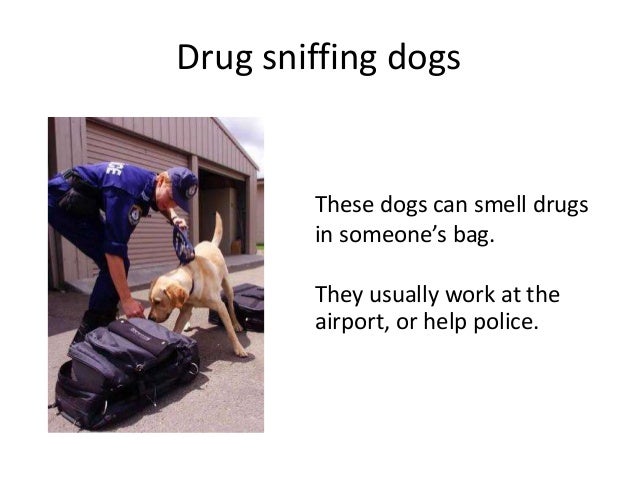 Can Drug Dogs Smell Tobacco Can Drug Dogs Smell Tobacco