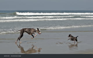 CALLOUT LOREM
IPSUM DOLOR SIT
AMET CONSECTET
CALLOUT
SWATCHES
RAPHIC ELEMENTS
ADAPTIVE PATH THE SOFTER SIDE OF DESIGN
 