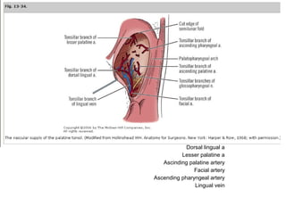 Dorsal lingual a
Lesser palatine a
Ascinding palatine artery
Facial artery
Ascending pharyngeal artery
Lingual vein
 
