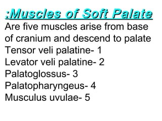 Muscles of Soft PalateMuscles of Soft Palate::
Are five muscles arise from base
of cranium and descend to palate
1-Tensor veli palatine
2-Levator veli palatine
3-Palatoglossus
4-Palatopharyngeus
5-Musculus uvulae
 