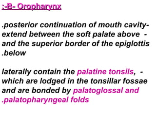 B- OropharynxB- Oropharynx:-:-
-posterior continuation of mouth cavity.
-extend between the soft palate above
and the superior border of the epiglottis
below.
-laterally contain the palatine tonsils,
which are lodged in the tonsillar fossae
and are bonded by palatoglossal and
palatopharyngeal folds.
 