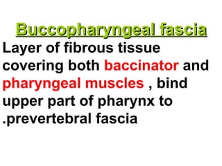 Buccopharyngeal fasciaBuccopharyngeal fascia
Layer of fibrous tissue
covering both baccinator and
pharyngeal muscles , bind
upper part of pharynx to
prevertebral fascia.
 