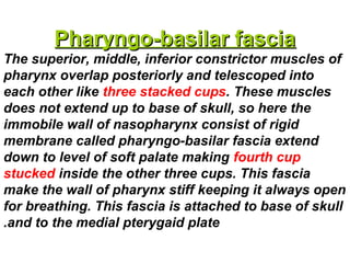 Pharyngo-basilar fasciaPharyngo-basilar fascia
The superior, middle, inferior constrictor muscles of
pharynx overlap posteriorly and telescoped into
each other like three stacked cups. These muscles
does not extend up to base of skull, so here the
immobile wall of nasopharynx consist of rigid
membrane called pharyngo-basilar fascia extend
down to level of soft palate making fourth cup
stucked inside the other three cups. This fascia
make the wall of pharynx stiff keeping it always open
for breathing. This fascia is attached to base of skull
and to the medial pterygaid plate.
 