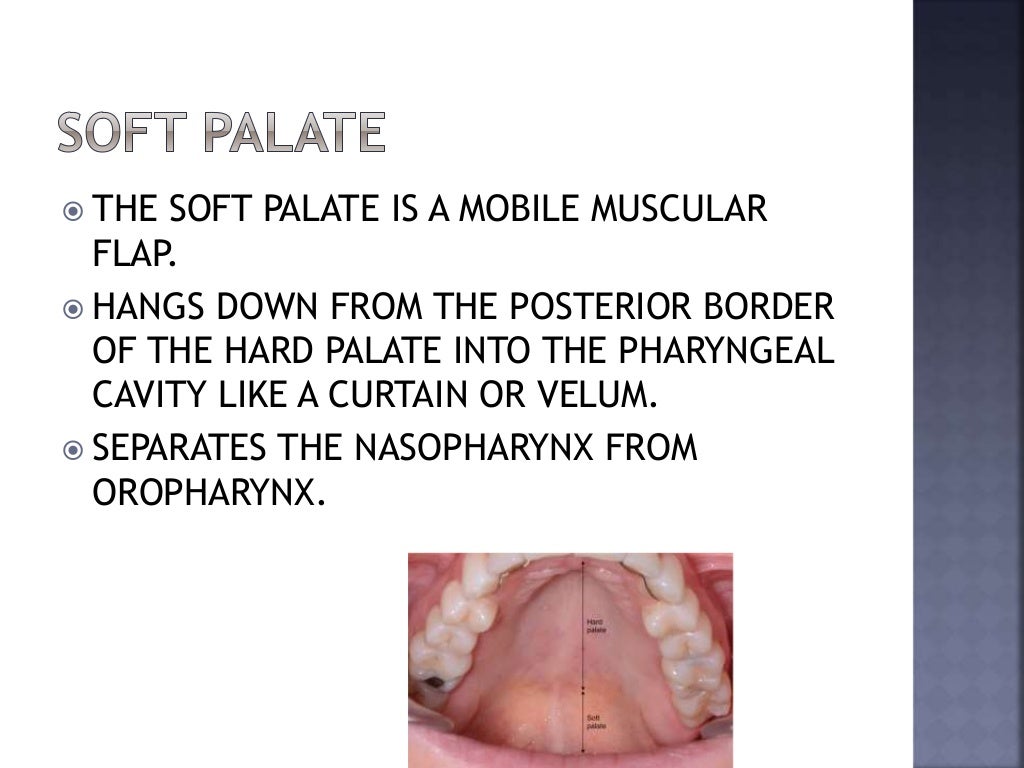 Soft Palate