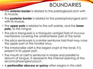 soft palate and pharynx and applied anatomy | PPTX