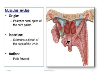 • Origin:
– Posterior nasal spine of
the hard palate.
• Insertion:
– Submucous tissue of
the base of the uvula.
• Action:
– Pulls forward.
13-May-17 11Muhammed Asif
 