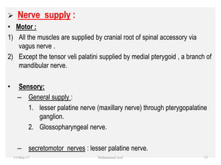  Nerve supply :
• Motor :
1) All the muscles are supplied by cranial root of spinal accessory via
vagus nerve .
2) Except the tensor veli palatini supplied by medial pterygoid , a branch of
mandibular nerve.
• Sensory:
– General supply :
1. lesser palatine nerve (maxillary nerve) through pterygopalatine
ganglion.
2. Glossopharyngeal nerve.
– secretomotor nerves : lesser palatine nerve.
13-May-17 13Muhammed Asif
 