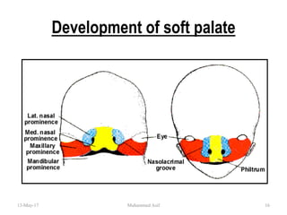 Development of soft palate
13-May-17 16Muhammed Asif
 