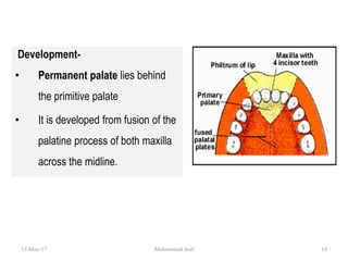 Development-
• Permanent palate lies behind
the primitive palate
• It is developed from fusion of the
palatine process of both maxilla
across the midline.
13-May-17 19Muhammed Asif
 