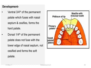 Development-
• Ventral 3/4th of the permanent
palate which fuses with nasal
septum & ossifies, forms the
hard palate.
• Dorsal 1/4th of the permanent
palate does not fuse with the
lower edge of nasal septum, not
ossified and forms the soft
palate.
13-May-17 20Muhammed Asif
 