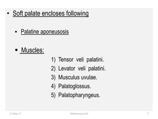 • Soft palate encloses following
 Palatine aponeusosis
 Muscles:
1) Tensor veli palatini.
2) Levator veli palatini.
3) Musculus uvulae.
4) Palatoglossus.
5) Palatopharyngeus.
13-May-17 5Muhammed Asif
 