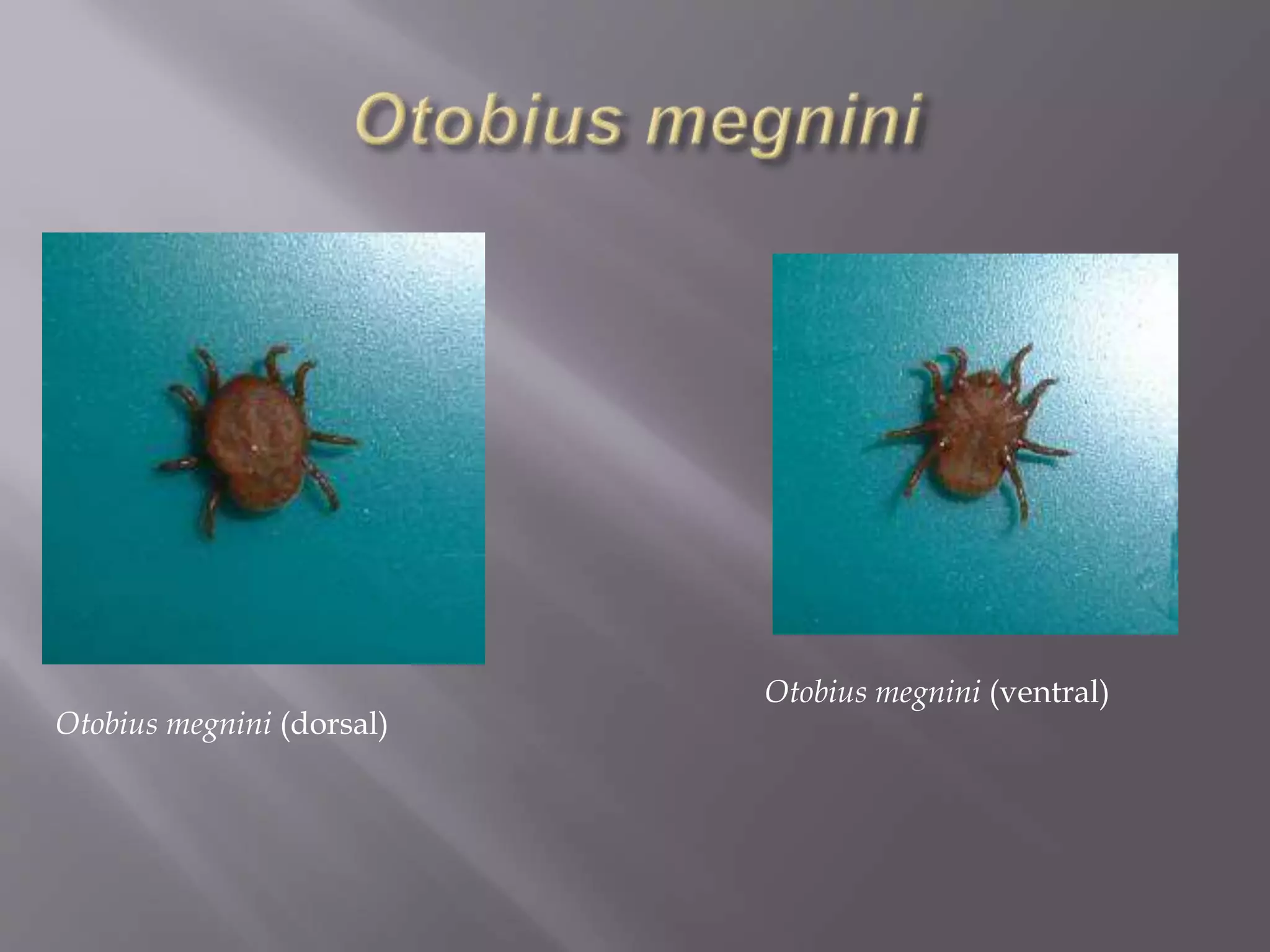 Otobius megnini (dorsal)
Otobius megnini (ventral)
 