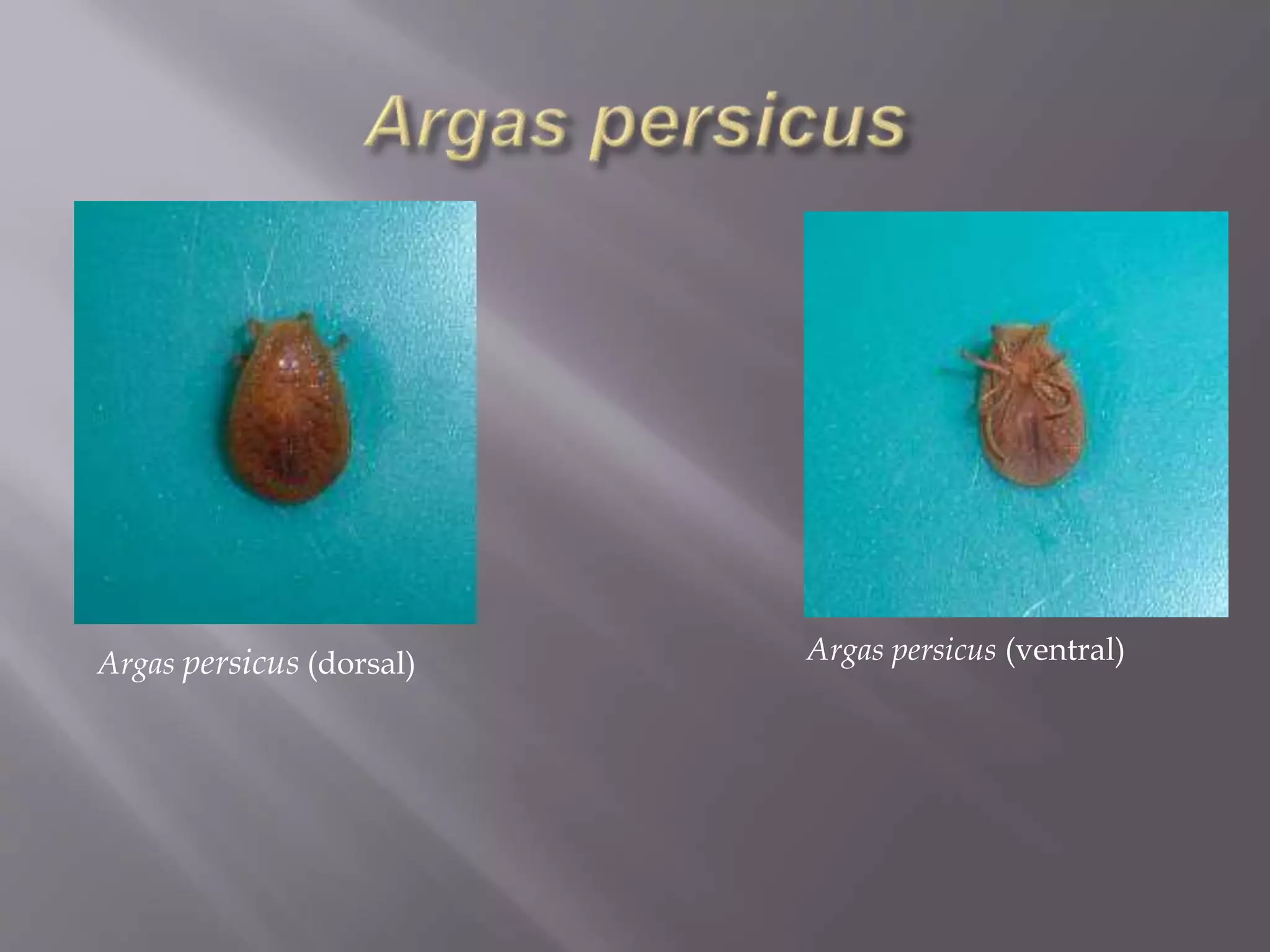 Argas persicus (dorsal) Argas persicus (ventral)
 