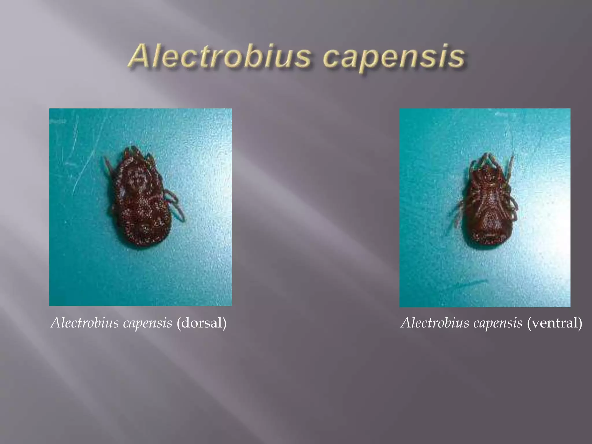 Alectrobius capensis (dorsal) Alectrobius capensis (ventral)
 