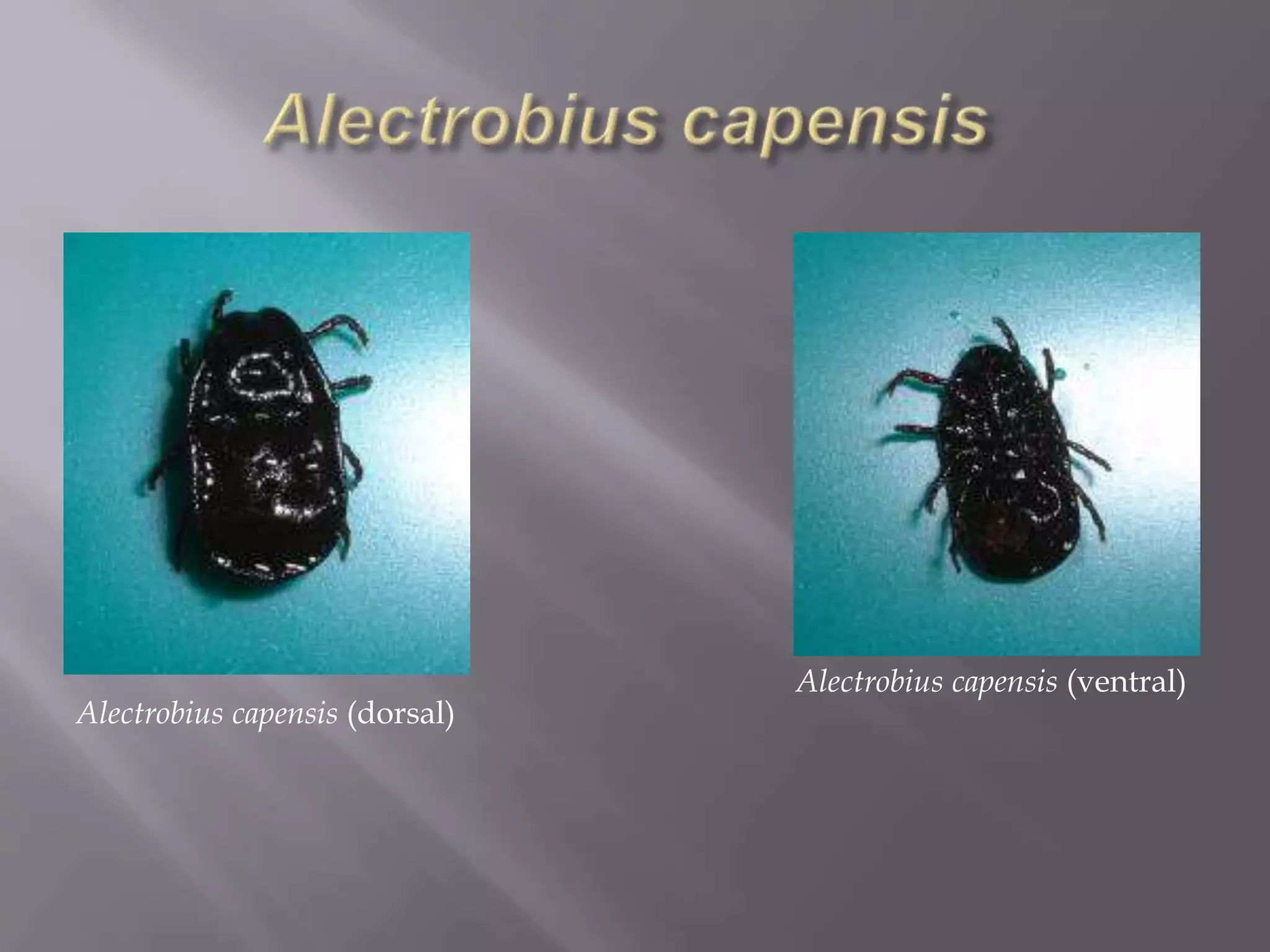 Alectrobius capensis (dorsal)
Alectrobius capensis (ventral)
 