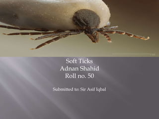 Soft Ticks
Adnan Shahid
Roll no. 50
Submitted to: Sir Asif Iqbal
 