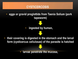 CYSTICERCOSIS
• eggs or gravid proglottids from Taenia Solium (pork
tapeworm)
• ingested by human,
• their covering is digested in the stomach and the larval
form (cysticercus cellulosae) of the parasite is hatched
• larvae penetrate the mucosa,
 