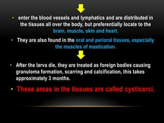 • enter the blood vessels and lymphatics and are distributed in
the tissues all over the body, but preferentially locate to the
brain, muscle, skin and heart.
• They are also found in the oral and perioral tissues, especially
the muscles of mastication.
• After the larva die, they are treated as foreign bodies causing
granuloma formation, scarring and calcification, this takes
approximately 3 months.
• These areas in the tissues are called cysticerci.
 