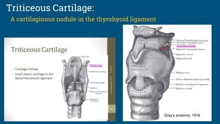 Triticeous Cartilage:
A cartilaginous nodule in the thyrohyoid ligament
Gray’s anatomy, 1918
 