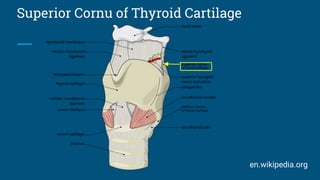 Superior Cornu of Thyroid Cartilage
en.wikipedia.org
 