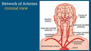 Network of Arteries:
coronal view
 
