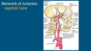 Network of Arteries:
sagittal view
 